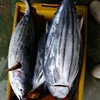 China Frozen Skipjack Tuna Fish