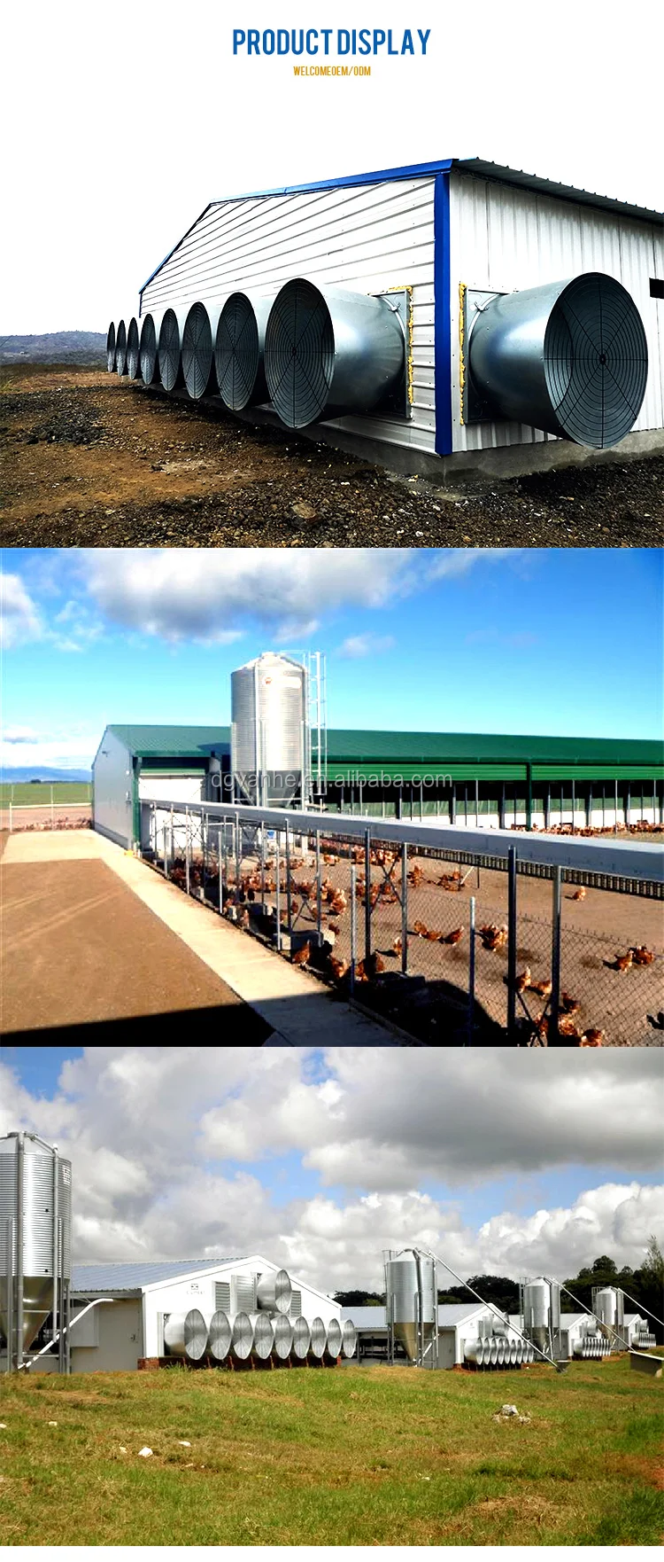 Professional Design Chicken Egg Poultry Farm Customized Use Buy