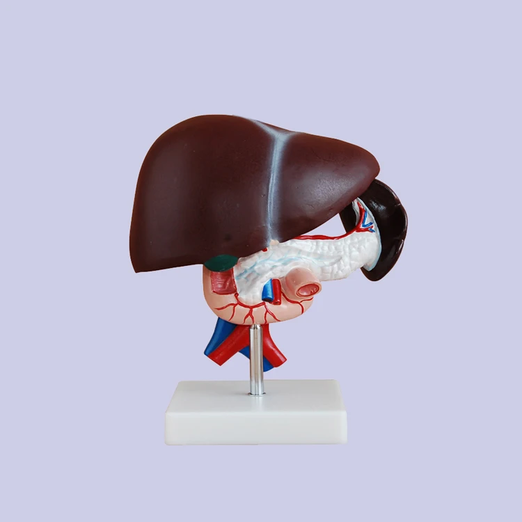 Life Size Human Anatomy Liver Pancreas And Duodenum Model Surgery Medical Display
