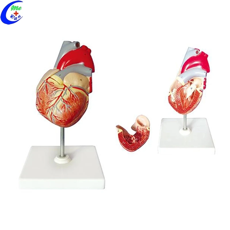 Anatomik Insan Kalp Modeli Tıp Bilimi Buy Anatomik Modeli Kalp Anatomik Insan Kalp Modeli Tıp Bilimi Buy Anatomik Modeli Kalp