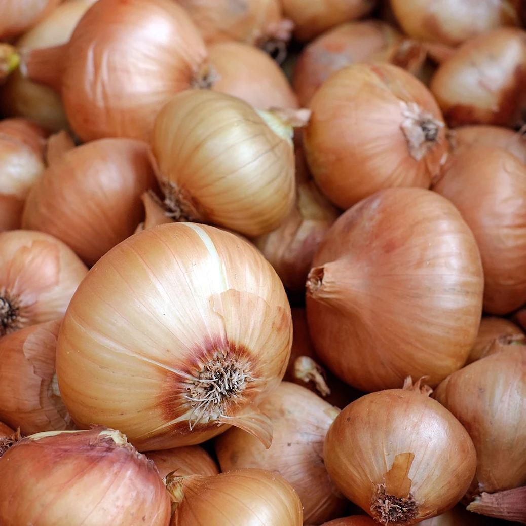 Fresh Yellow Onions Holland The Netherlands For Wholesale Private Label