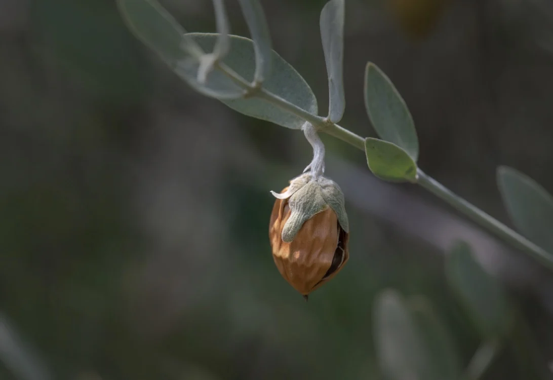 霍霍巴籽油 这款终极皮肤护发素富含营养丰富的维生素