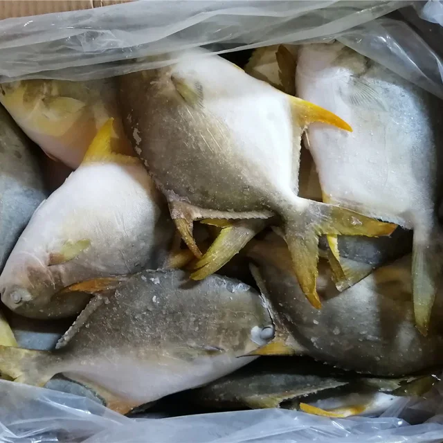 best price iqf frozen golden pomfret pomano