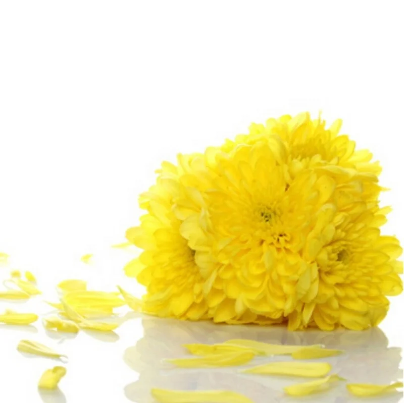 Chinese Health Care Tea Natural Chrysanthemum Tea - 4uTea | 4uTea.com