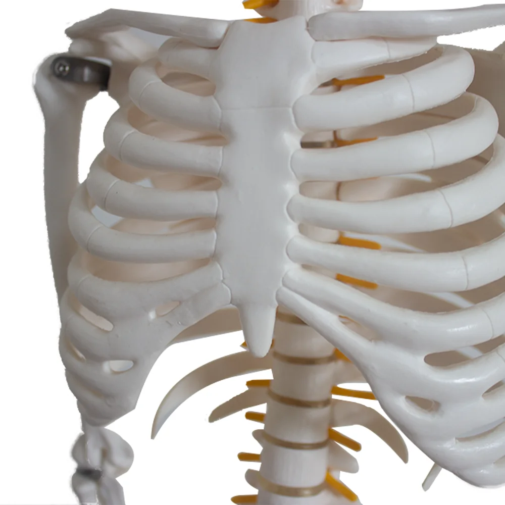 Skeleton Ha Life-Size Articulated Human Skeleton Model for Medical Science Training ...