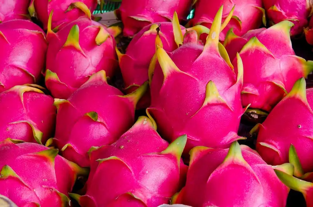agriculture premium grade organic fresh red dragon fruit with