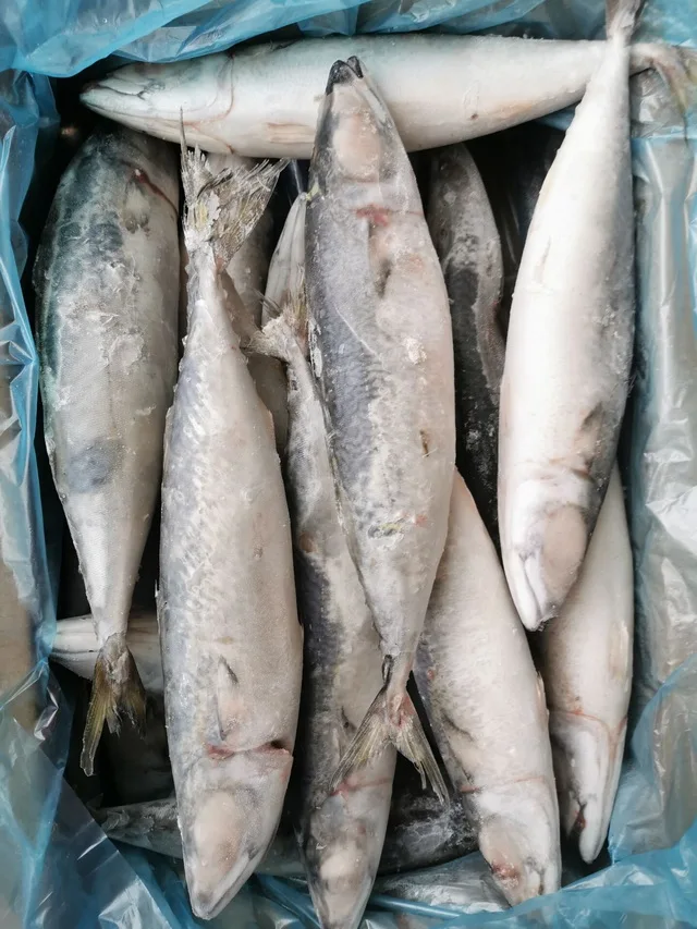 轻捕全尺寸冷冻新鲜太平洋鲭鱼