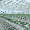 Multispan Polycarbonate Greenhouse with Internal and External Shading System for Cooling Down for Tomato/Pepper/Cucumber