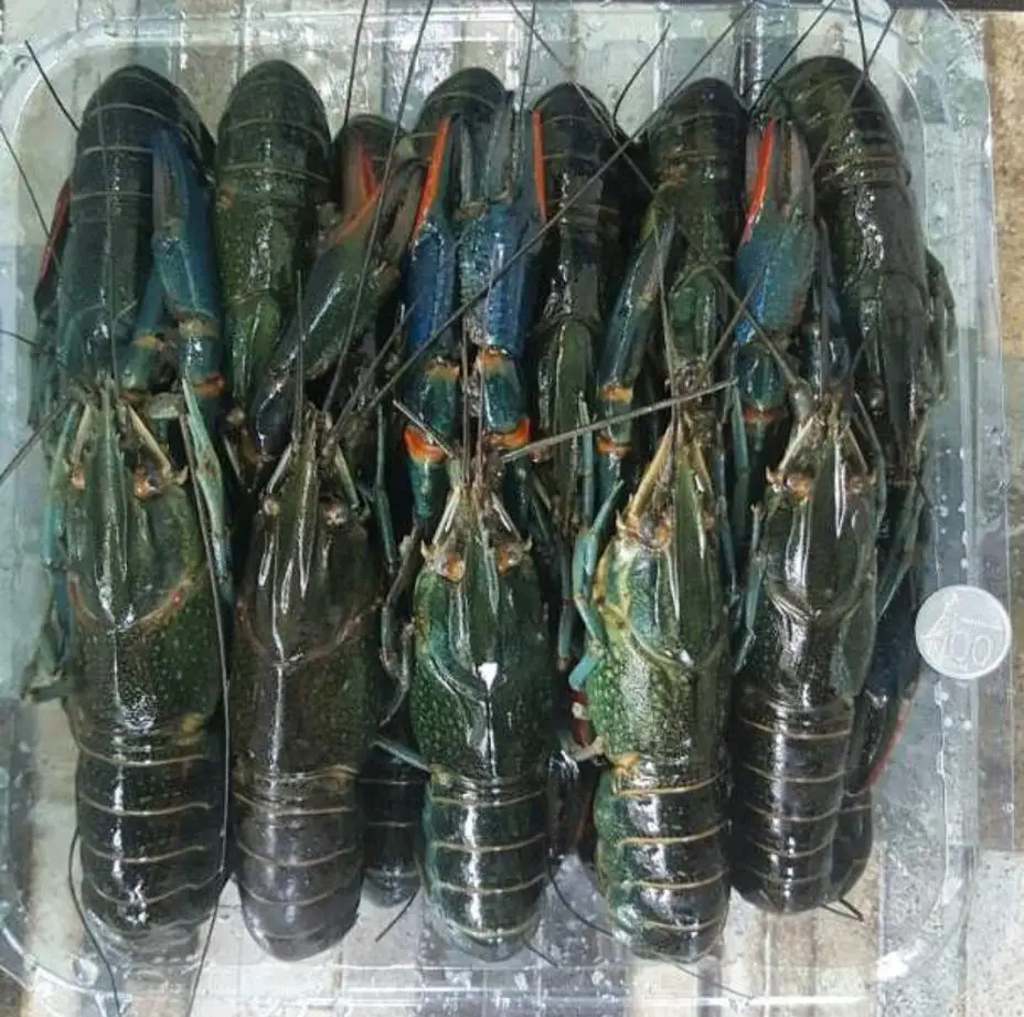 Fresh Water Lobster / Fresh Shrimp Frozen Lobster / Frozen Lobster Tail
