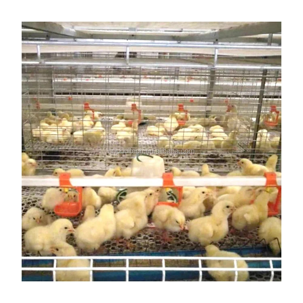 Poultech Factory H Type Automatic Broiler Parent Stock Chicken Feeding