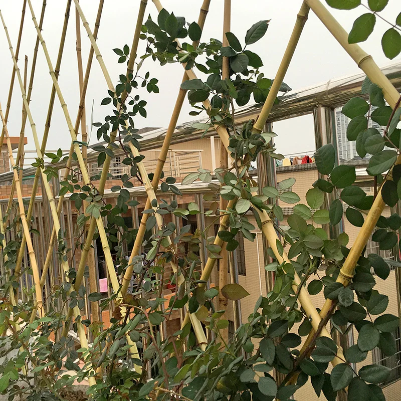 Bamboo trellis for climbing plants information