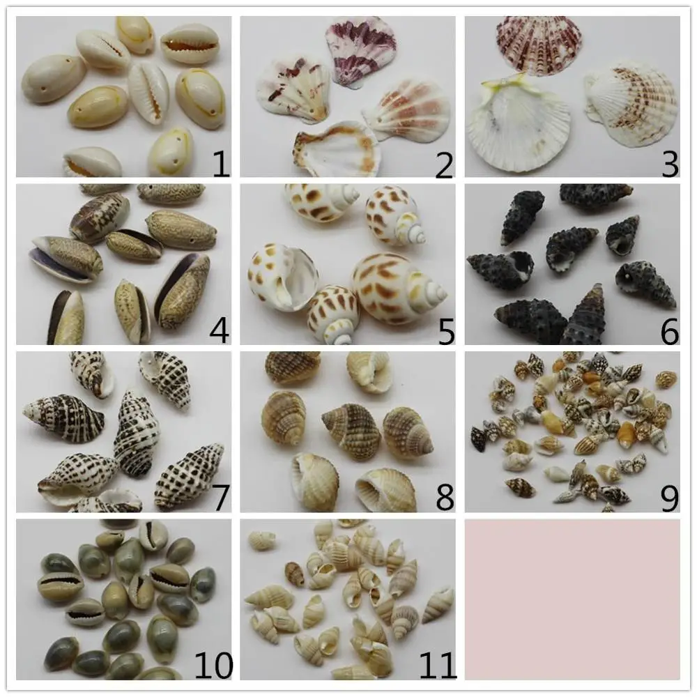 海贝类的贝壳种类大全图片