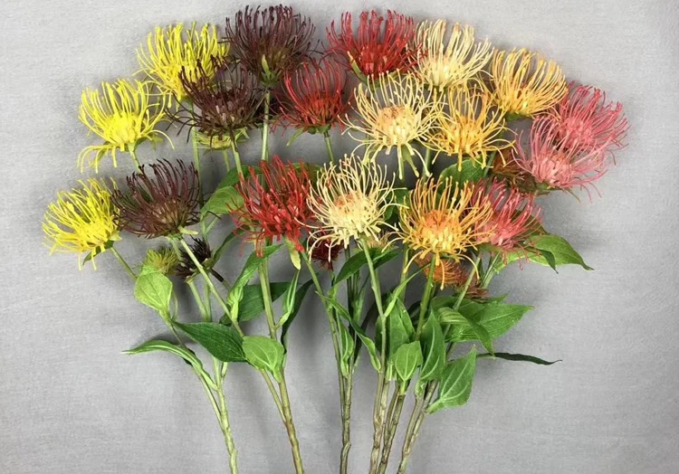 Pincushion Protea С†РІРµС‚РѕРє