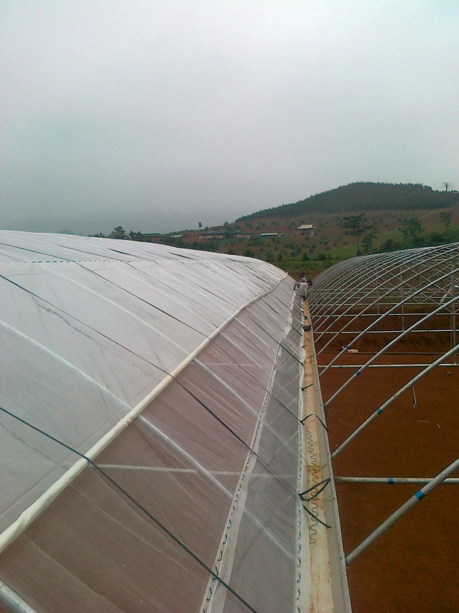 greenhouse farm