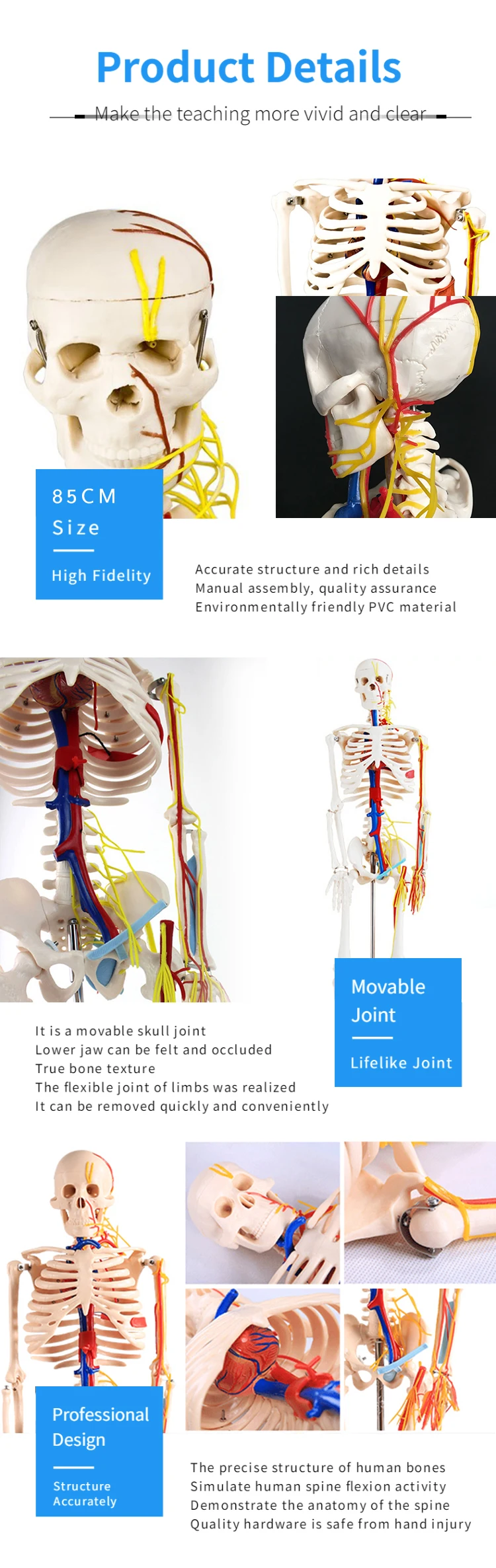 vicscience-teaching-model-hot-selling-medical-plastic-human-skeleton