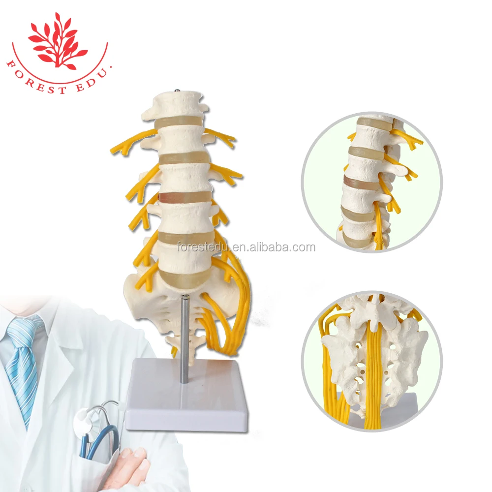 Spine anatomical model.jpg