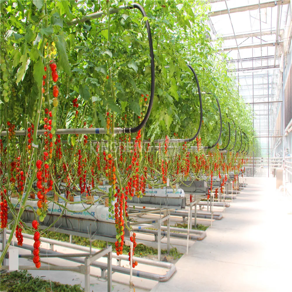 Tomato Growing Greenhouse - Buy Tomato Growing Greenhousegreenhousegreenhouse For Tomatoes Product On Alibabacom