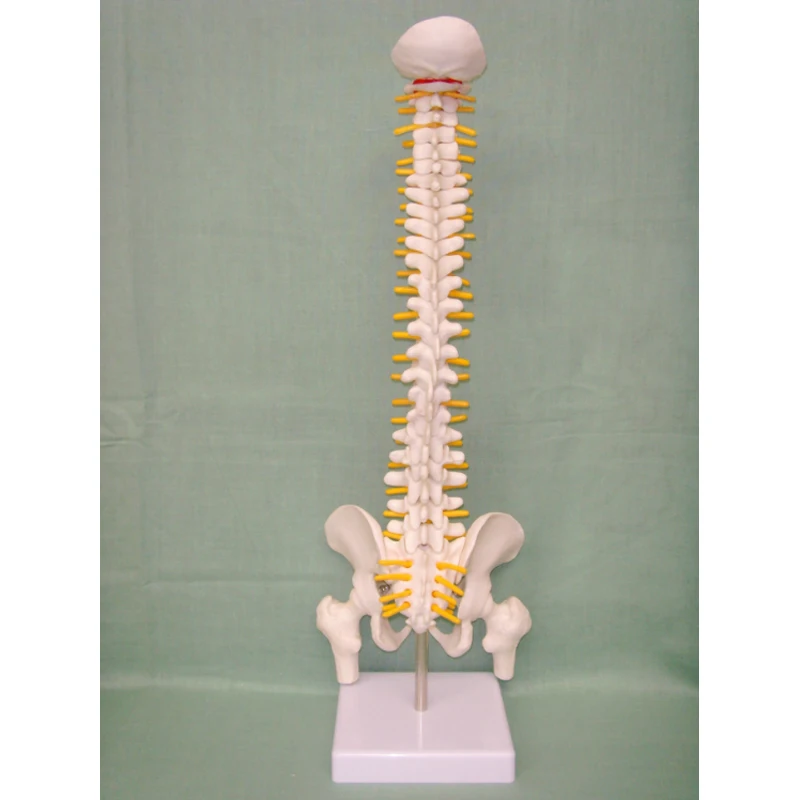 
45cm Mini Human Flexible Spinal Column Model 