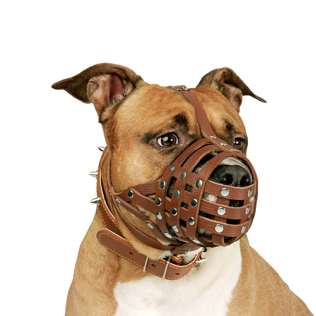 where can i buy a muzzle