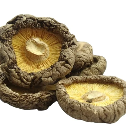 canned shiitake mushroom whole with high quality