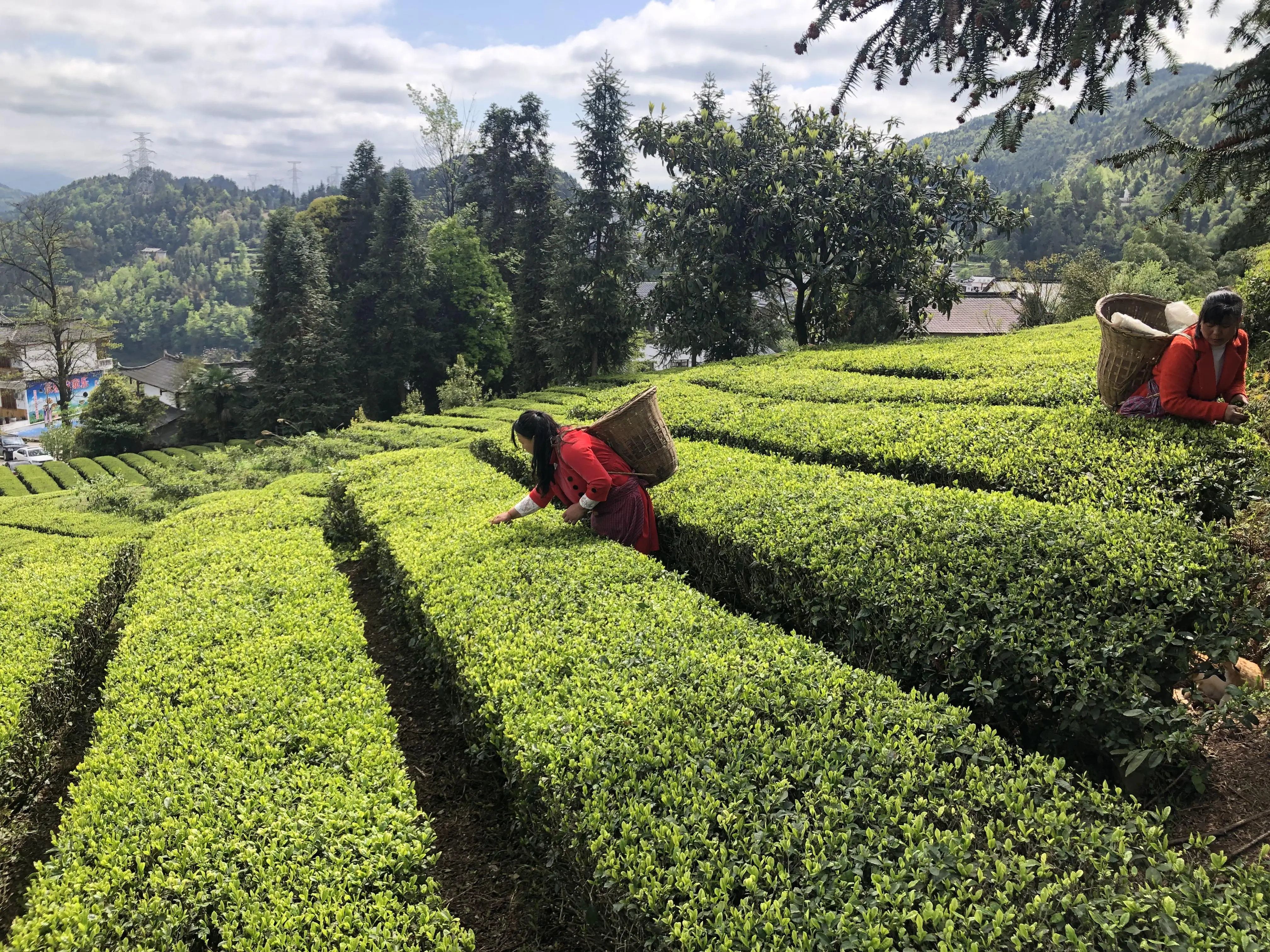 Factory Supply Wholesale Chinese Best Brand Green Tea Buy Chinese Tea