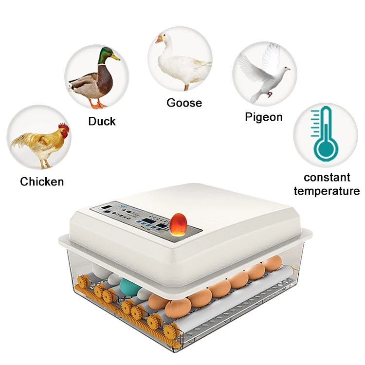 42egg incubator-13.jpg