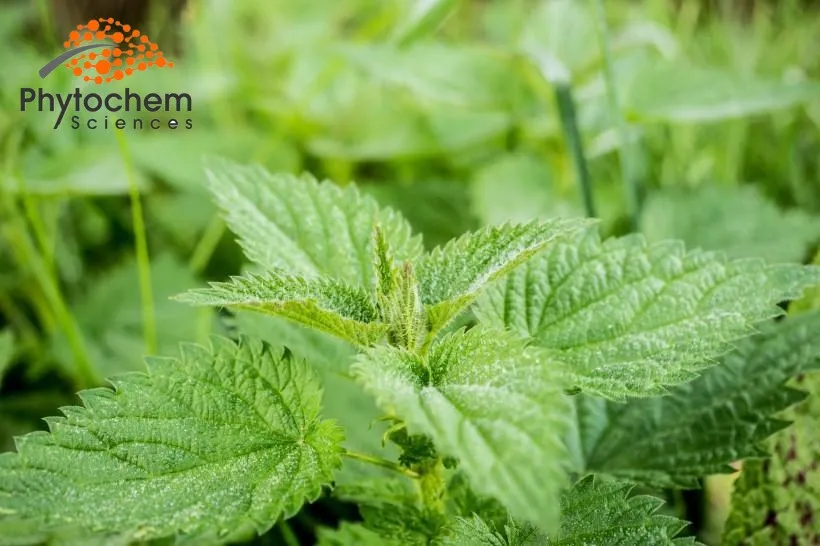 pure herb extract enhance lever stinging nettle root/leaf/plant