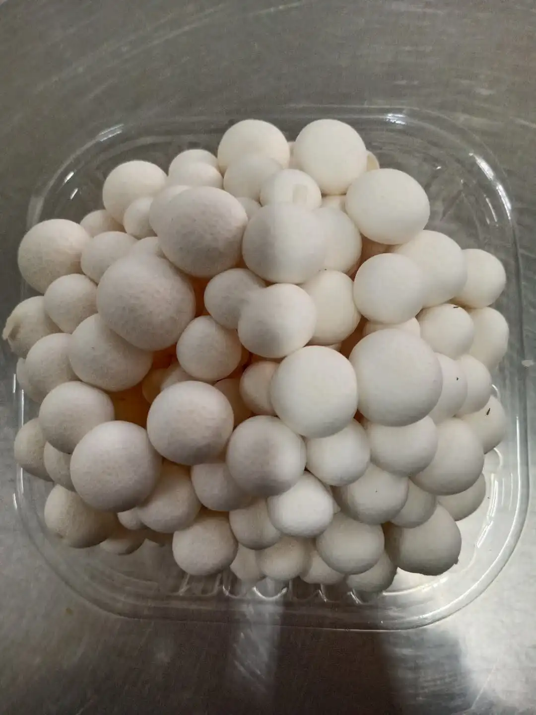 新鲜瓶种植shimeji蘑菇白玉蘑菇 - buy fresh white button mushroom,