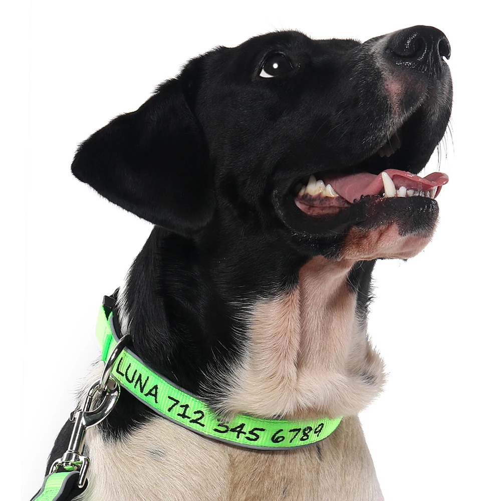 Embroidered Personalized Dog Id Collar With Padded Neoprene And Safety