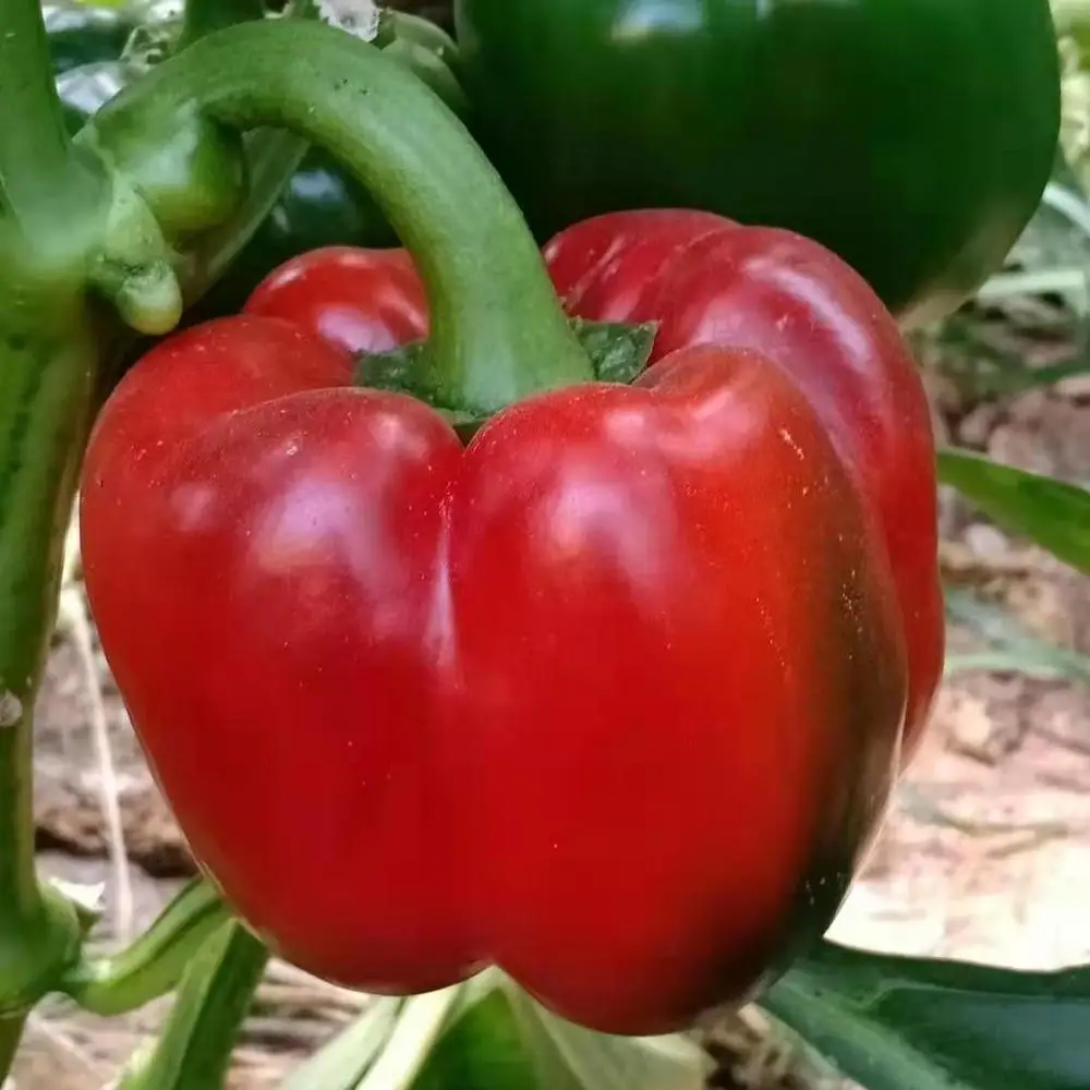 
Hybrid sweet pepper seeds 