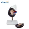 Life Size Human Body Organ Kidney Anatomical Model for Medical Teaching