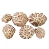 Japanese white flower mushroom dried for baking frying and stir frying