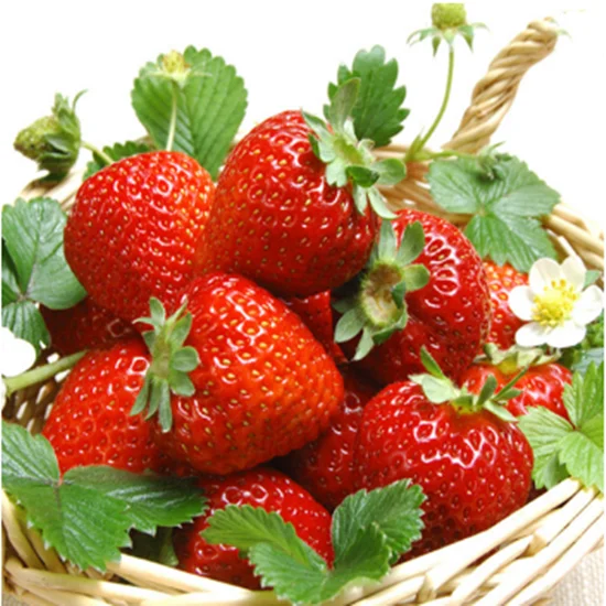 Planting Organic Best Sweetest Strawberry Seeds/strawberry