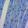 factory cell and genetics usb microscope biology slide with low price