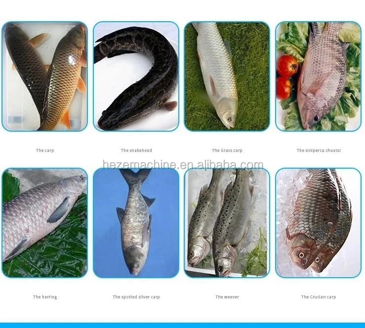 Fish Killer Machine4.jpg
