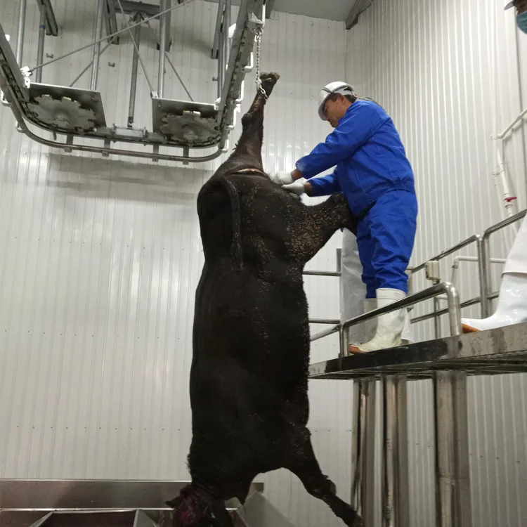 Kosher Matadero Bovino Con Pantorrillas Equipo De Procesamiento De Carne -  Buy Matadero De Ganado Bovino Terneros De Procesamiento De Carne Equipo  Kosher Matadero De Ganado Bovino Product on Alibaba.com