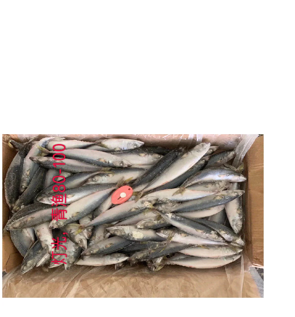 frozen mackerel bait