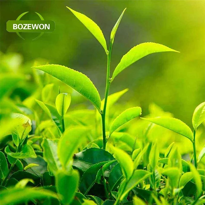 green tea extract.jpg