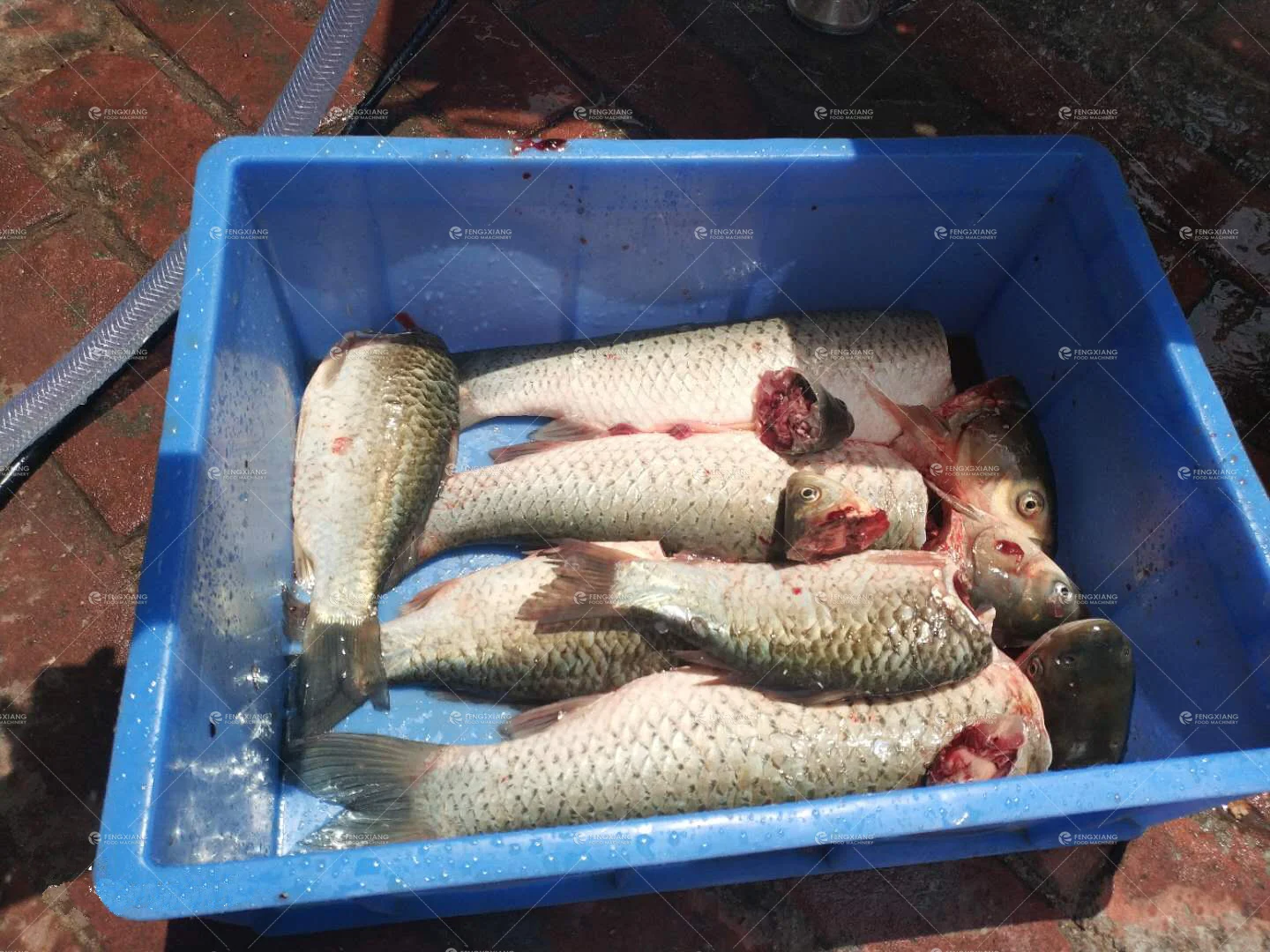 Fish Head Cutting Machine,Fish Head Cutter,Fish Head Removing Machine