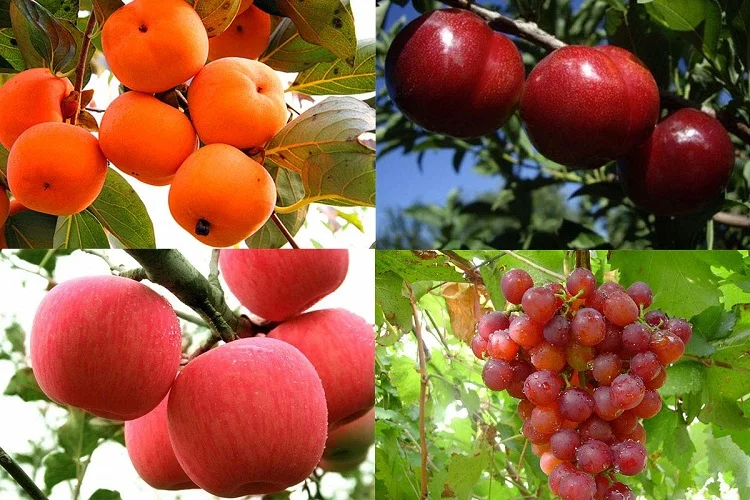 potassium humate(4).jpg