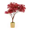 red maple bonsai