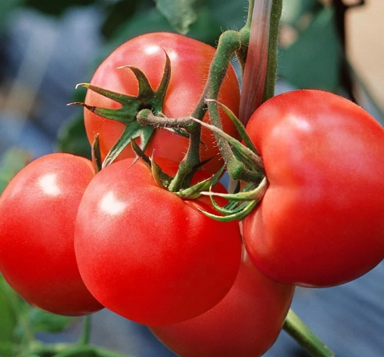 Помидоры. Tomato house. 5 помидоров. Сочный помидор. Tomato house.