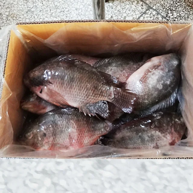 New Live Tilapia Fish Whole Round Farm Feed Tilapia For Sale Buy