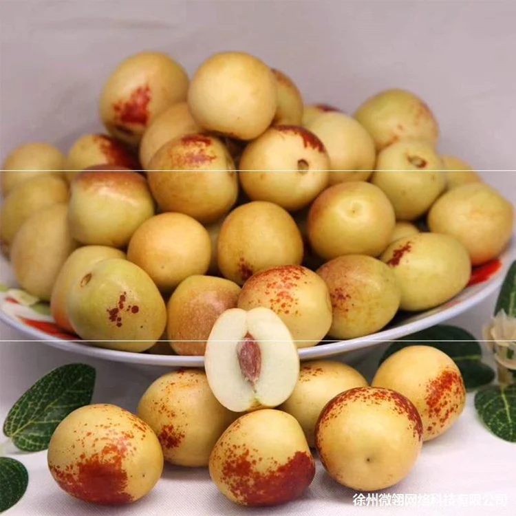 
Manufacturers Selling Fresh Dongzao Jujube Fruits 