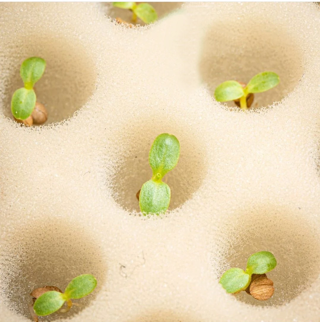 Shallow Water Culture Hydroponic Lettuce Hydroponic Float Raft System