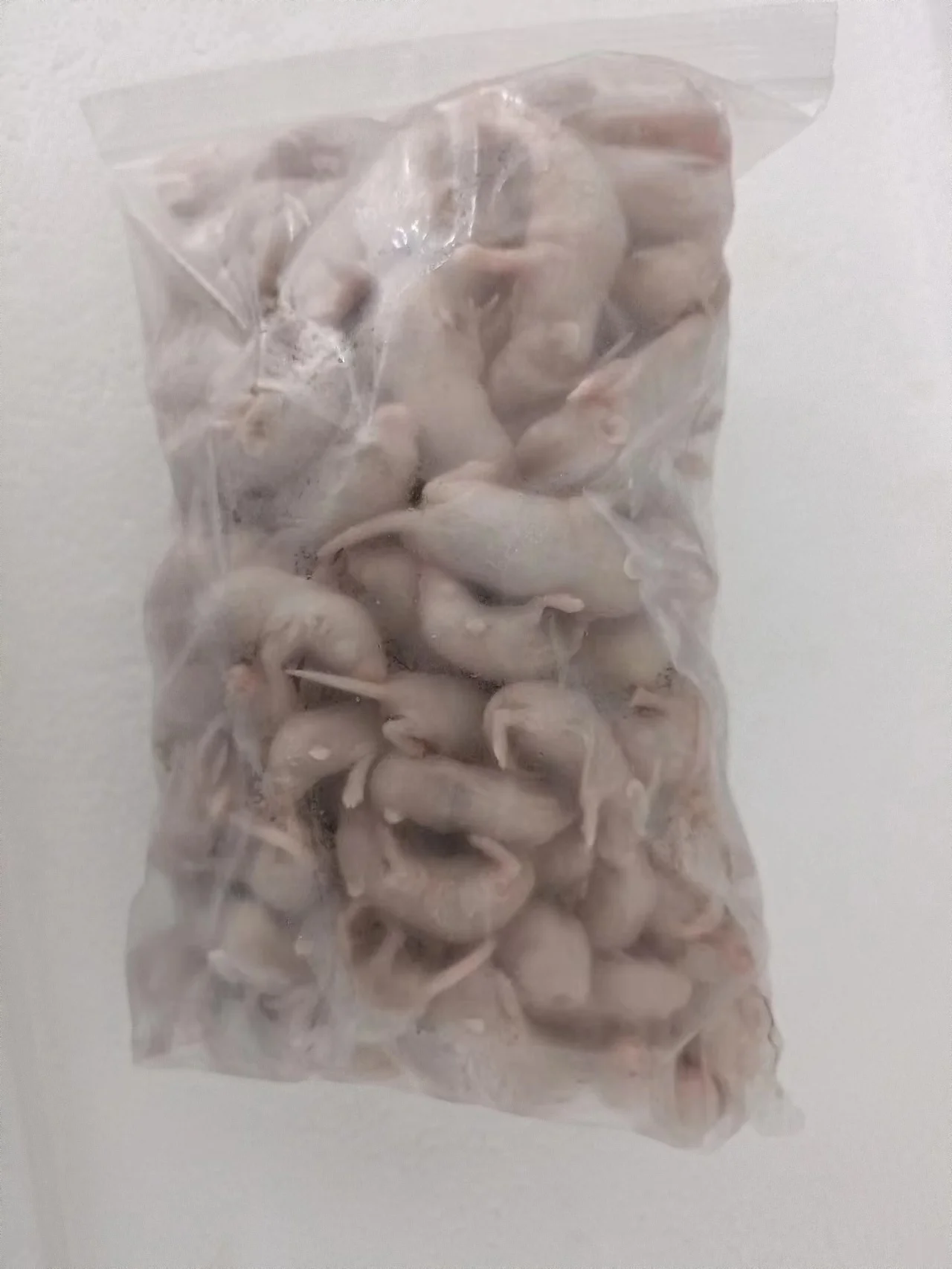 Frozen Mice Frozen Rats Frozen Mouse Mice Rats Mouse Rat Buy Frozen