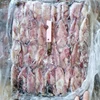 High quality long duration time frozen poulp squid nature indian baby squid