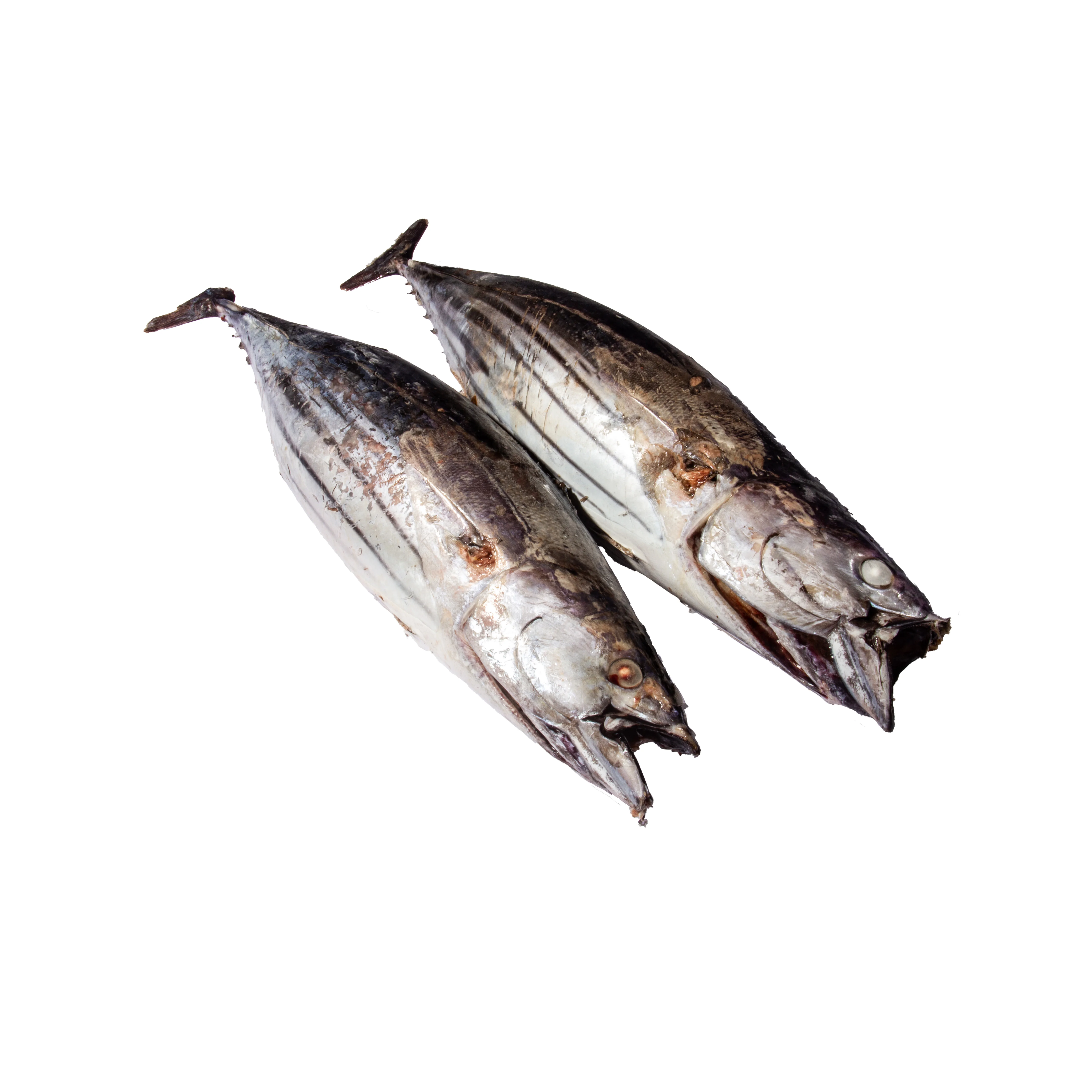
Fengsheng Frozen Seafoods Raw Material Skipjack Tuna 