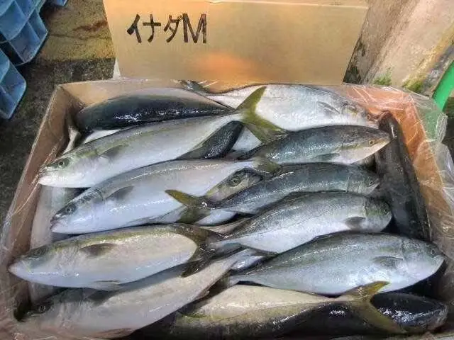 三丰海鲜高品质黄尾 700-1000 买二手车