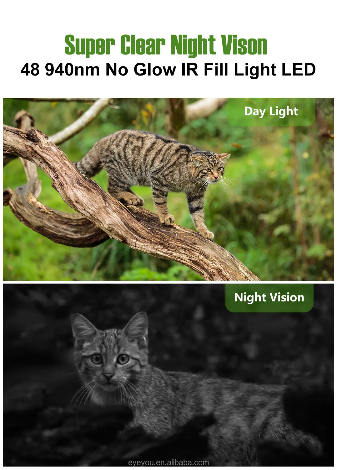 night vision.jpg